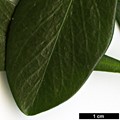 SpeciesSub: subsp. philippi